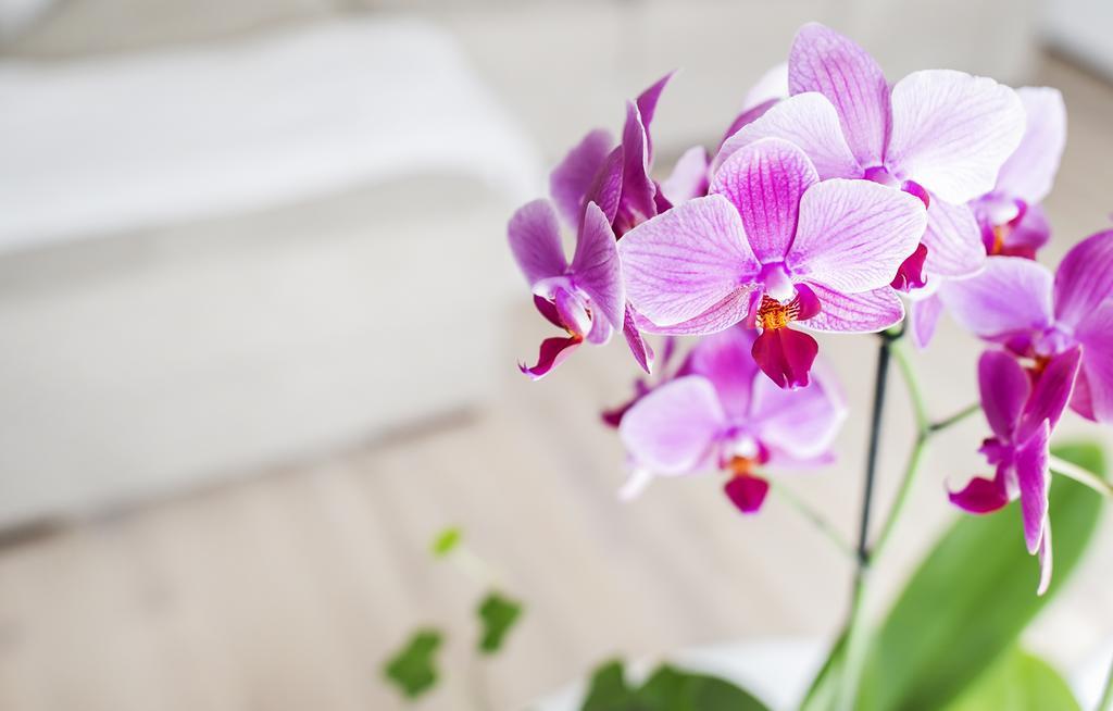 Home Of Health And Beauty Palanga Bilik gambar